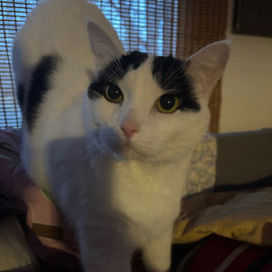 Meet your Posher, Danyy